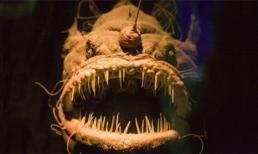 Những sinh vật biển sâu có ngoại hình xấu xí và gớm ghiếc nhất thế giới