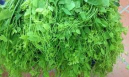 Vì sao rau quả núi rừng giá 'trên trời' hút khách thành thị?