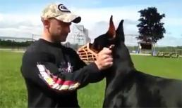 Khả năng tập luyện cực đỉnh của chú chó 