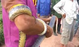 Bắt rắn Hổ Mang Trâu bằng... tay không