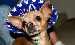 Chùm ảnh: Cún xinh cún có quyền... tỏa sáng!