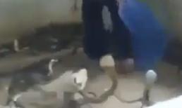 Việc lương cực cao