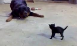 Mèo nhép choảng cả Chó bự