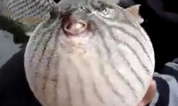 Con cá hình dáng lạ