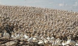 Hòn đảo tràn ngập... phân chim ở Châu Âu