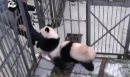  Gấu trúc lưu luyến ôm chân người chăm sóc không rời