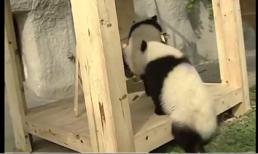 Xem gấu chơi cầu trượt cực đáng yêu