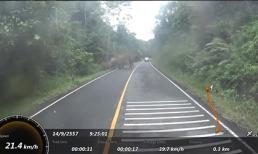 Gặp gia đình voi, tài xế quay xe 'vê ga' đầu không ngoảnh lại