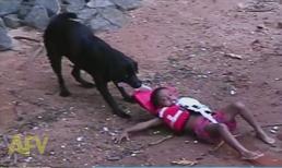 Chú chó khiến dân nhậu phải suy nghĩ