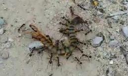 Cuộc chiến giữa con rết và bầy kiến ăn thịt