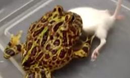 Ếch ăn thịt chuột