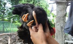 Con gà 'ma quỷ' có 4 chân tại Hà Tĩnh