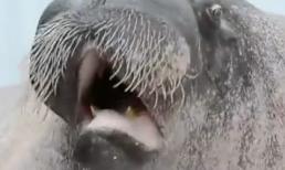 Ngỡ ngàng trước khả năng đặc biệt của con hà mã béo ú