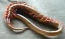 Trận 'quyết tử' của rắn và rết khổng lồ