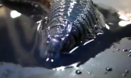 Con sâu kinh dị nhất