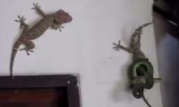 Tắc kè dũng cảm cứu bạn thoát chết khỏi rắn