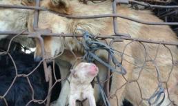 Thu Minh gây 'bão mạng' với ảnh chó mẹ sinh chó con trên đường ra lò mổ