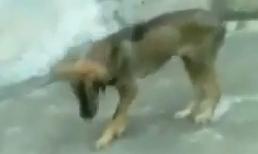 Cún cưng cũng mê mẩn nhạc sàn