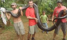 Bắt trăn khổng lồ bằng tay không