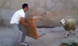 Cuộc chiến với cừu và cái kết cho thanh niên 'hổ báo'