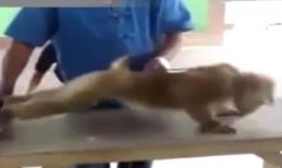 Xem khỉ chống đẩy rất hài hước