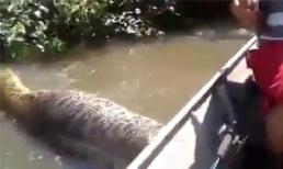 Màn đối đầu giữa trăn khổng lồ và cặp vợ chồng hiếu kỳ