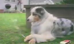 Chó hút thuốc lá