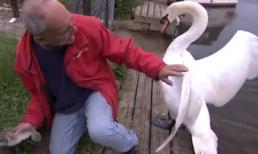 Thiên nga mẹ tấn công người đàn ông vì hiểu nhầm bắt con