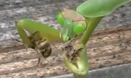 Chú bọ ngựa 'hai tay hai súng'