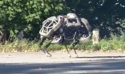 Chú chó robot cực độc