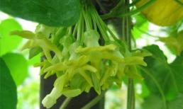 Hoa thiên lý: Bài thuốc chữa mất ngủ cực hiệu nghiệm