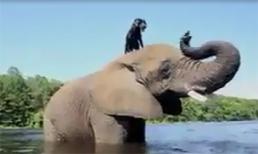 Chú chó đùa giỡn cùng voi khổng lồ