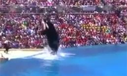 Cá heo biểu diễn xiếc 