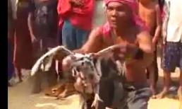 'Phép thuật' cắt cổ gà xong lại làm cho sống lại