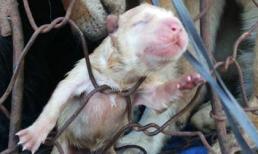 Câu chuyện xúc động sau bức ảnh 'chó mẹ sinh con trên đường đến lò mổ'