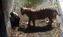 Học sinh Ấn Độ chui vào chuồng hổ bị cắn chết