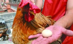 Chú gà trống vừa biết gáy vừa biết đẻ trứng