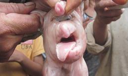 Hàng trăm người kéo đi xem lợn đẻ ra voi