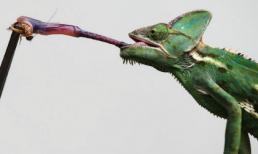 Cận cảnh tắc kè hoa săn mồi nhanh như cắt