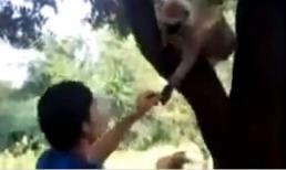 Nam thanh niên tát khỉ khiến khỉ phẫn nộ