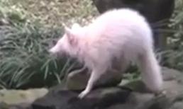 Bắt gặp gấu trúc Mỹ bạch tạng lang thang kiếm ăn