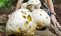 Nấm lạ to như quả bí ngô