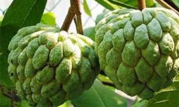 Lợi ích tuyệt vời từ quả na