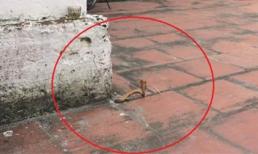 Chuyện lạ: Rắn vàng chui lên từ sân gạch của chùa tại Nam Định