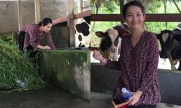 Kim Hiền bất ngờ về quê làm nông dân chăn bò