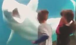 Cá heo cũng biết dọa người