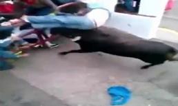 Thừa sống thiếu chết khi tham gia lễ hội bò tót