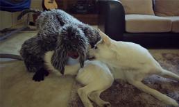 Nếu bạn là một... chú chó