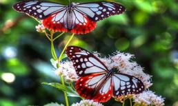 'Đọc vị' điểm tốt, tính xấu của 12 cung hoàng đạo