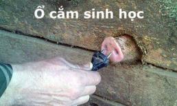 Ổ cắm sinh học cực chuẩn